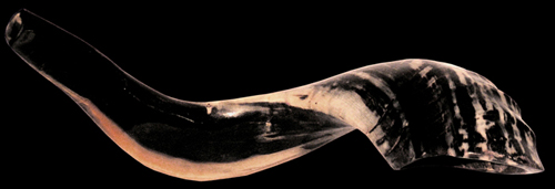 Shofar - Ceremonial horn